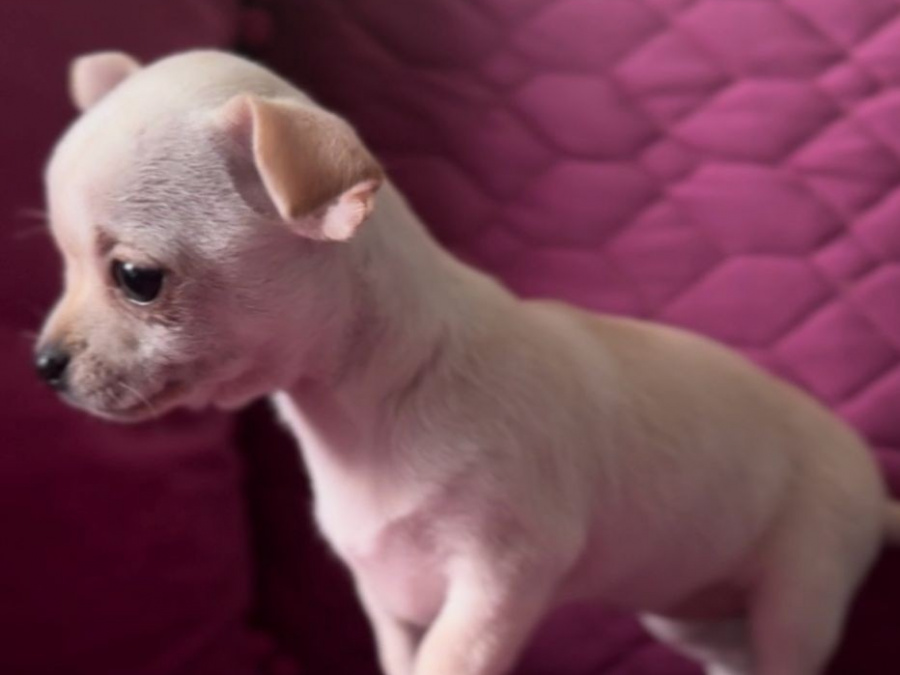 White Chihuahua puppies 3