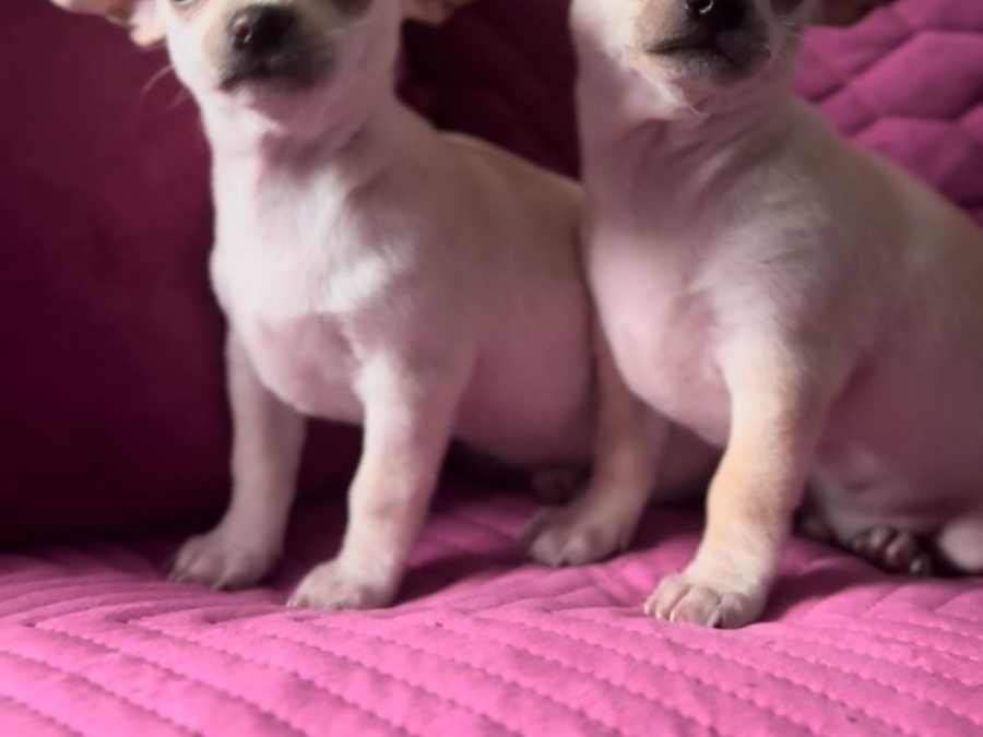 White Chihuahua puppies 4