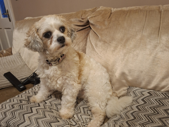 Bichon Shihtzu female