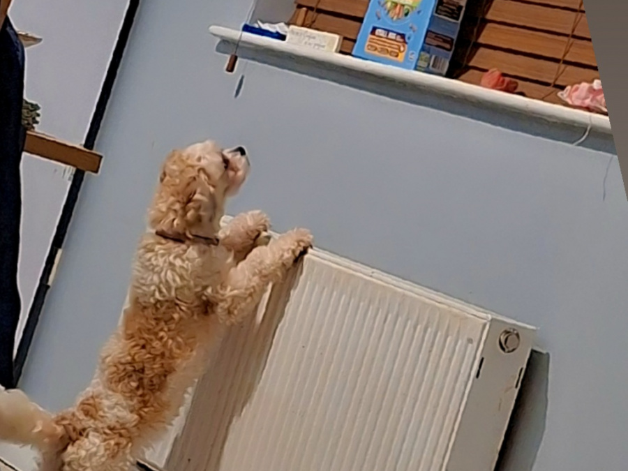 Bichon Shihtzu female 2