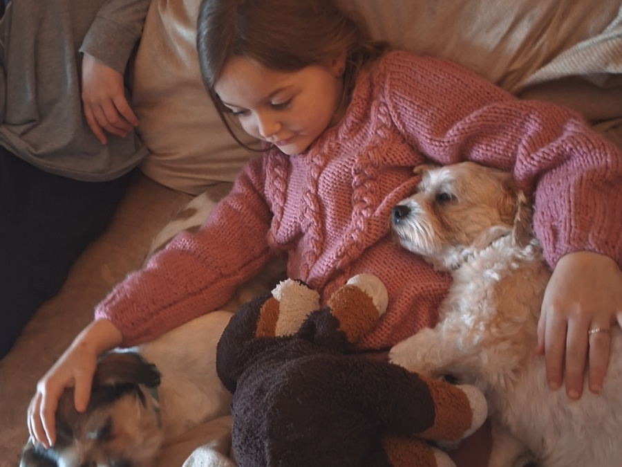 Bichon Shihtzu female 3