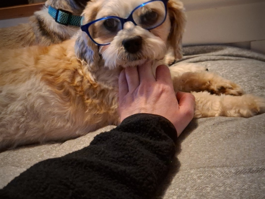 Bichon Shihtzu female 4