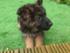 Beautiful german shepherd puppies 3