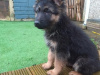 Beautiful german shepherd puppies 1