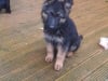 Beautiful german shepherd puppies 2