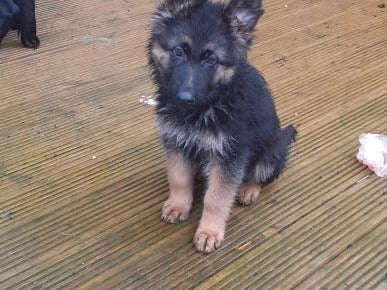 Beautiful german shepherd puppies 2