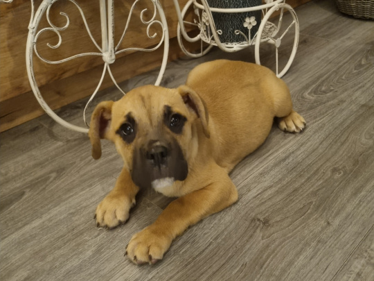 French Bulldog x Great Dane