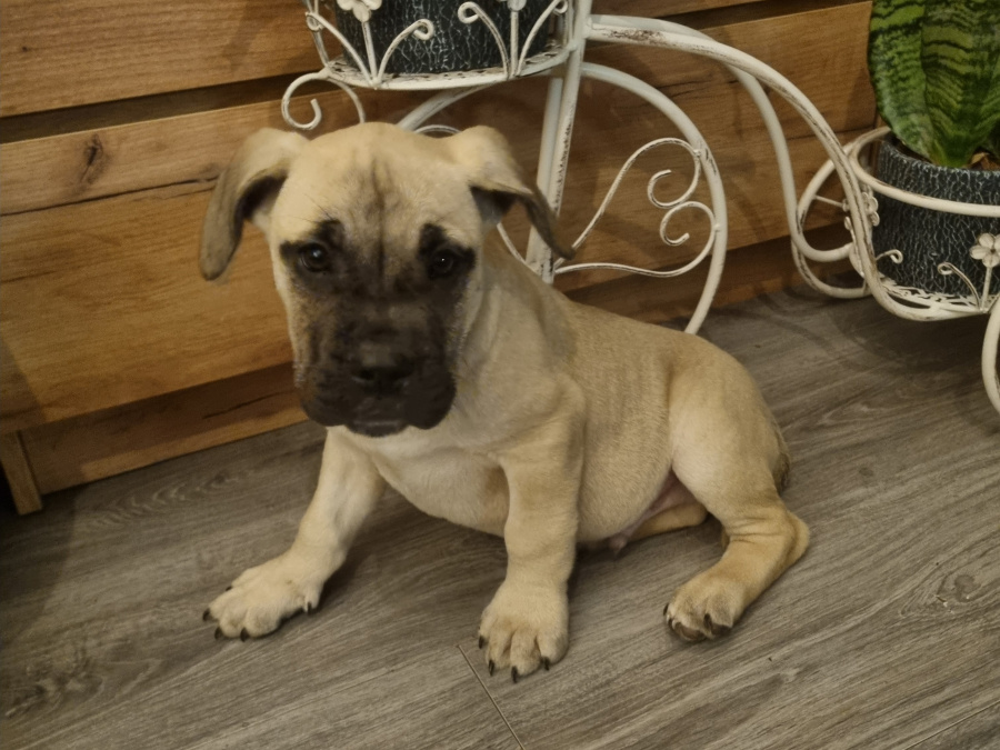 French Bulldog x Great Dane 2