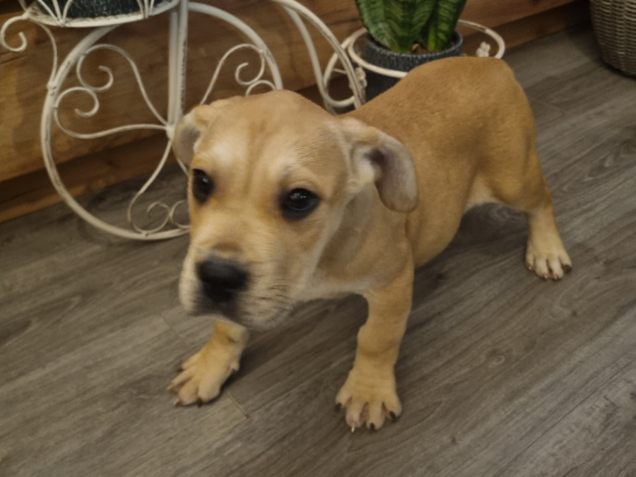 French Bulldog x Great Dane 3