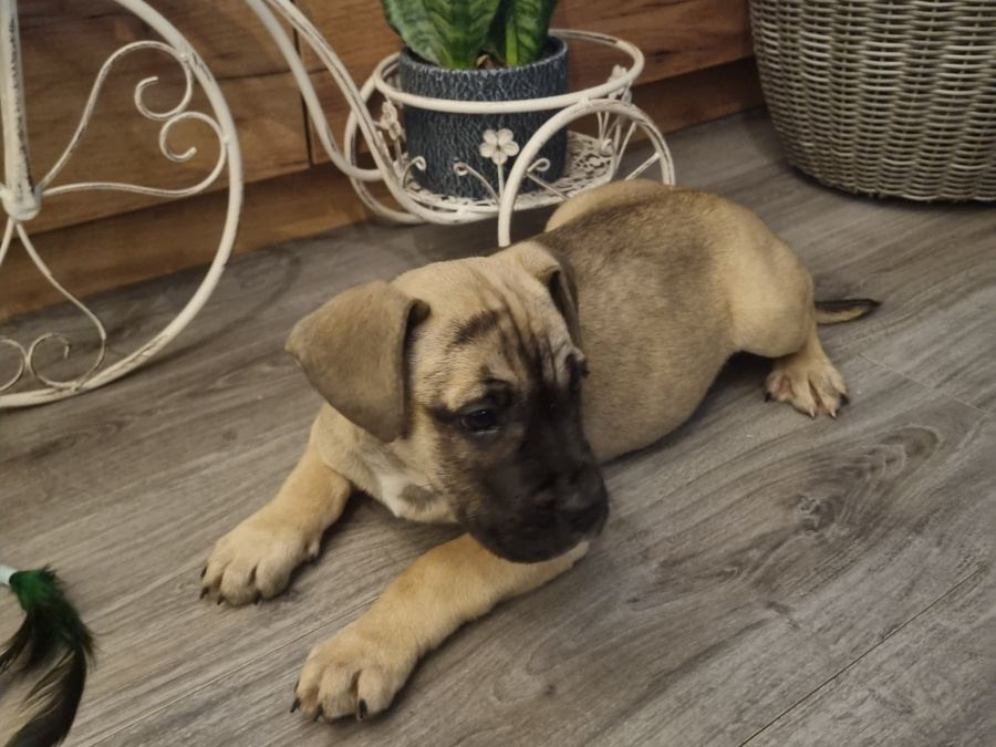 French Bulldog x Great Dane 4