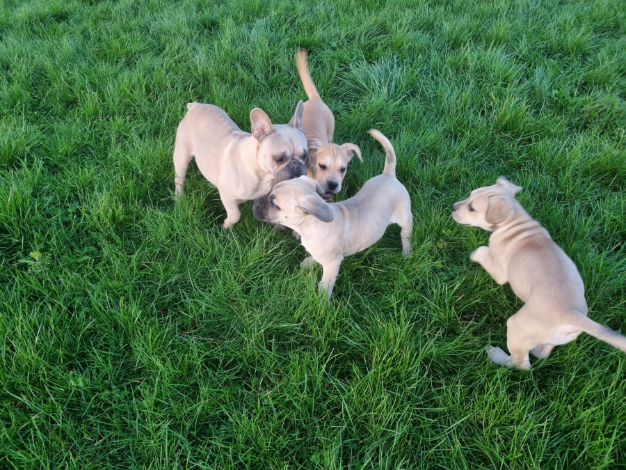 French Bulldog x Great Dane 7