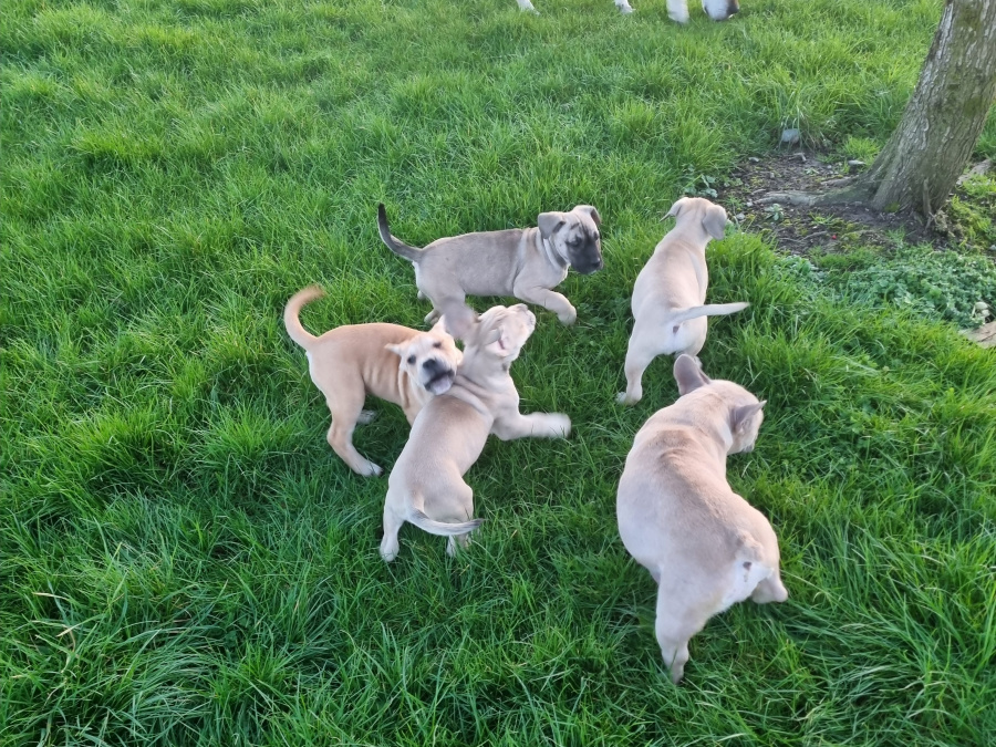 French Bulldog x Great Dane 8