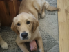 Golden Retriever for sale in Wexford - photo 1