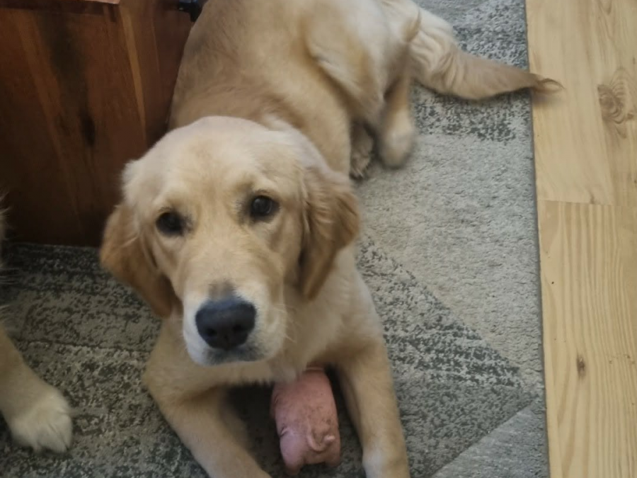Golden Retriever for sale in Wexford - photo 1