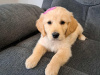 Golden Retriever for sale in Wexford - photo 3