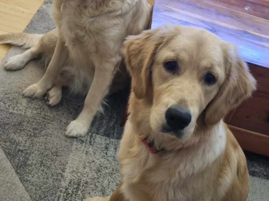 Golden Retriever for sale in Wexford - photo 2