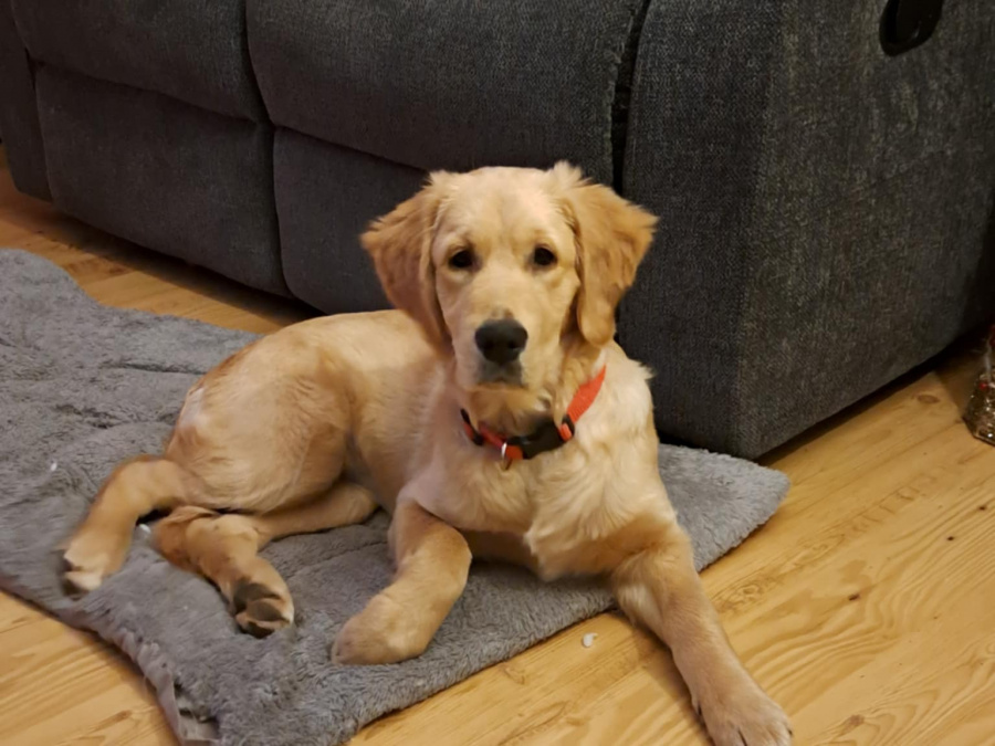 Golden Retriever for sale in Wexford - photo 4