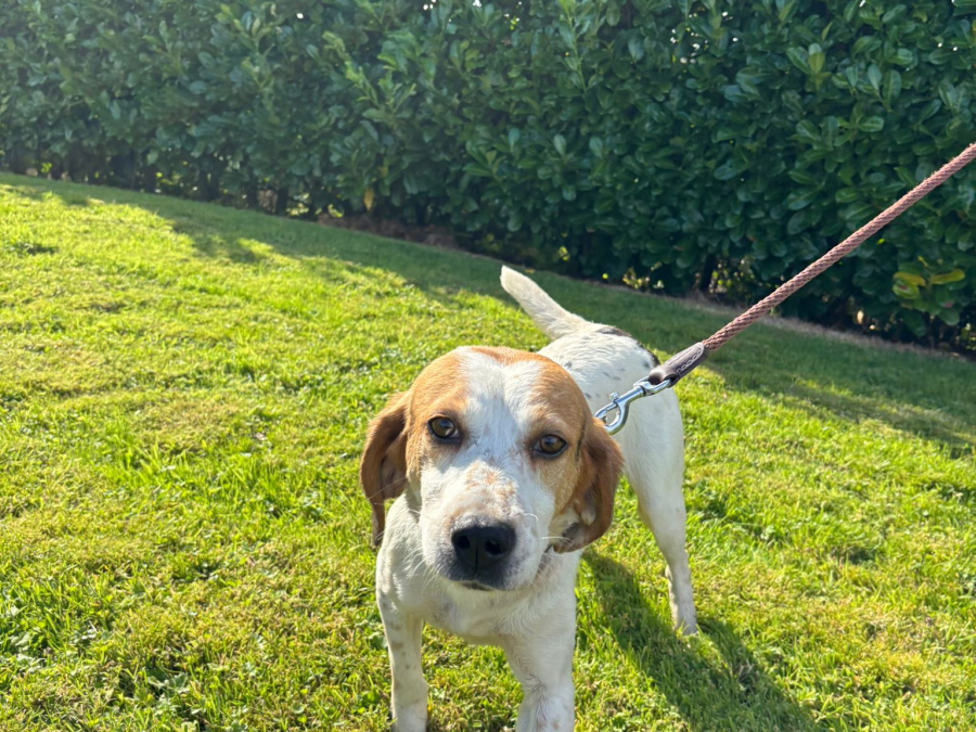 Kerry Beagle for sale in Donegal - photo 1