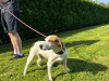 Kerry Beagle for sale in Donegal - photo 4
