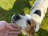 Kerry Beagle for sale in Donegal - photo 2