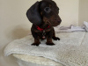 Dachshund for sale in Dublin - photo 3