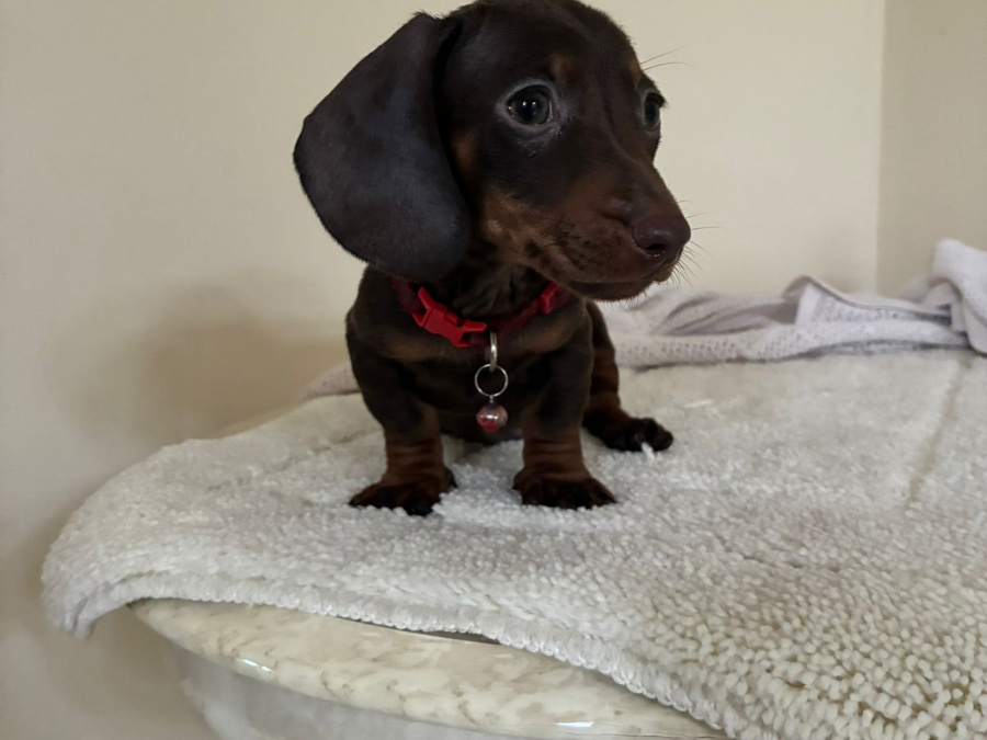 Dachshund for sale in Dublin - photo 3