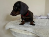 Dachshund for sale in Dublin - photo 2