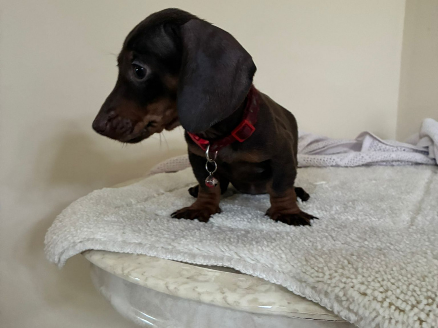 Dachshund for sale in Dublin - photo 2