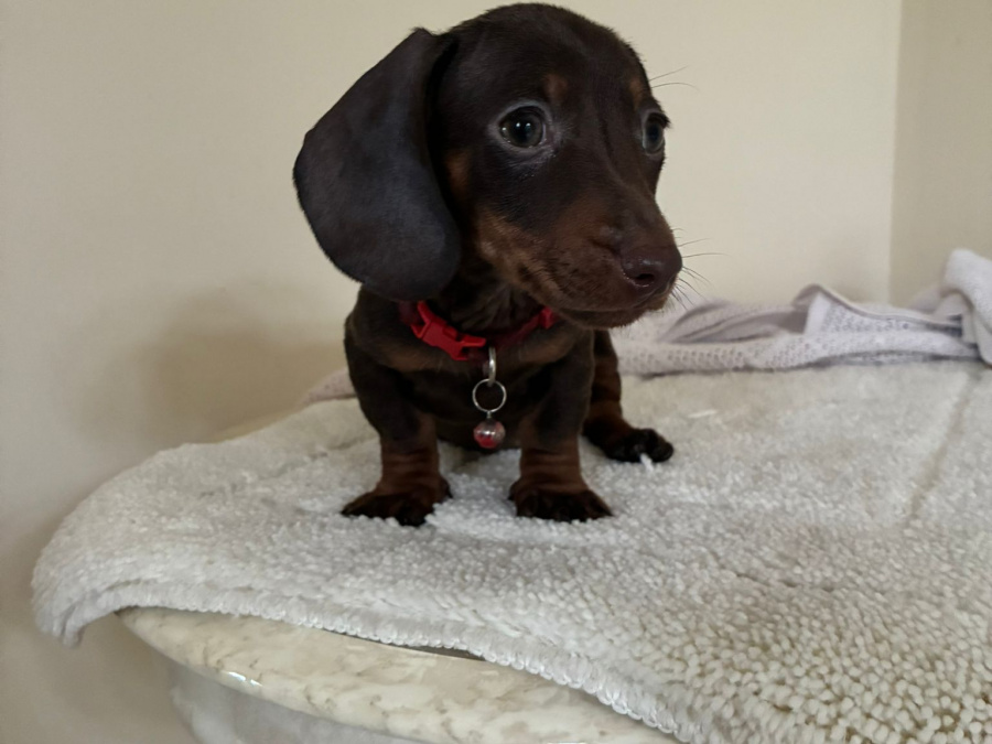 Dachshund for sale in Dublin - photo 4