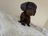 Dachshund for sale in Dublin - photo 1