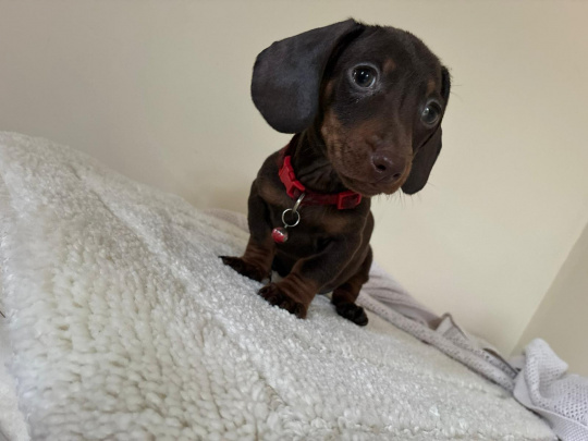 Dachshund puppies ikc
