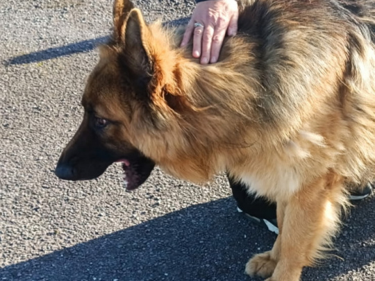 Stunning long haired german shepherd