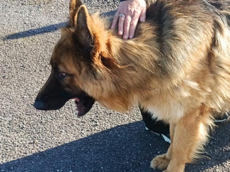 German Shepherd for sale in Cork - photo 1