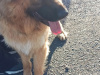German Shepherd for sale in Cork - photo 2