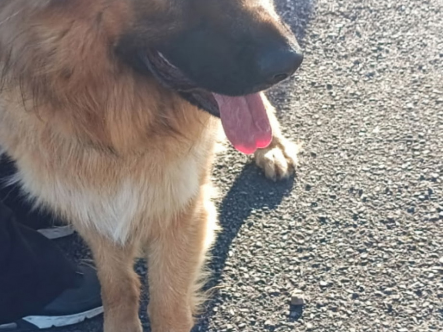 German Shepherd for sale in Cork - photo 2