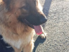 German Shepherd for sale in Cork - photo 3