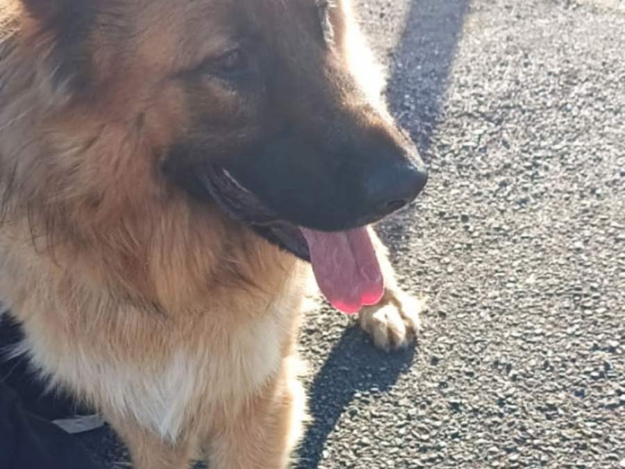 German Shepherd for sale in Cork - photo 3