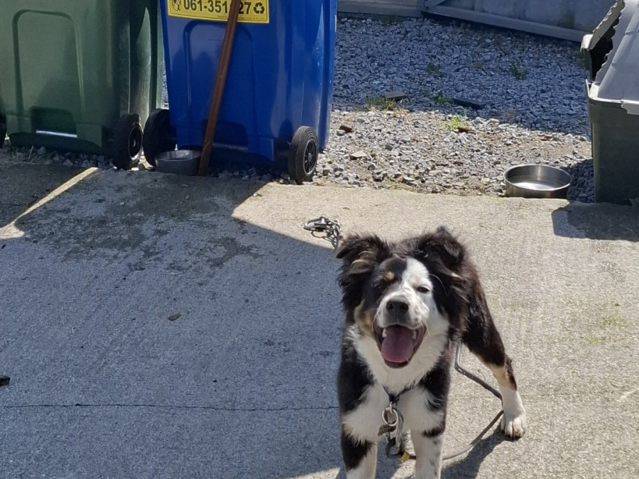 Border Collie for sale in Limerick - photo 1