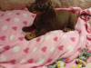 Dachshund for sale in Dublin - photo 1