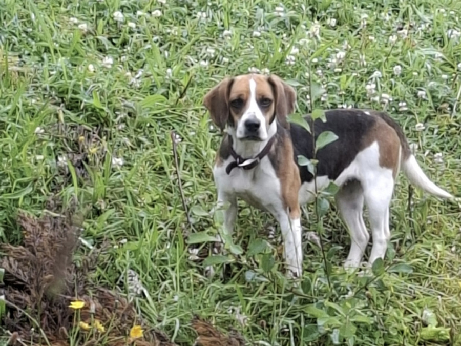 Beagle for sale in Limerick - photo 1