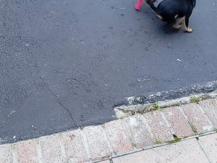 Chihuahua for sale in Galway - photo 3