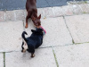 Chihuahua for sale in Galway - photo 2