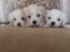 Maltese for sale in Tipperary - photo 1