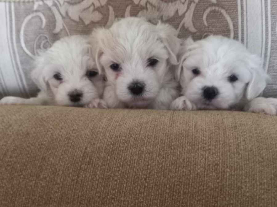 Maltese for sale in Tipperary - photo 1