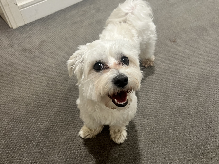 Maltese for sale in Dublin - photo 1