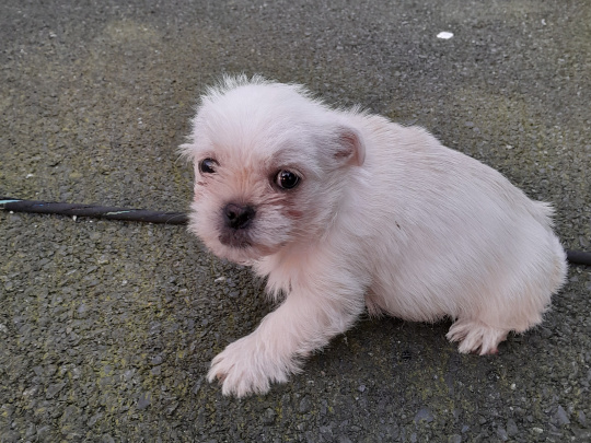 Pug /pomeranian male