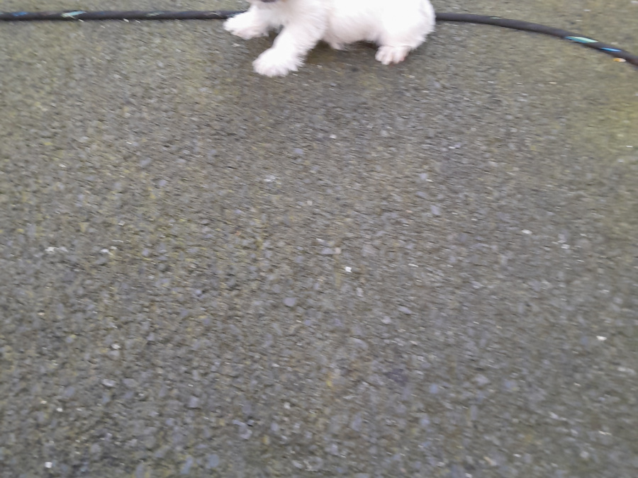 Pug for sale in Dublin - photo 3