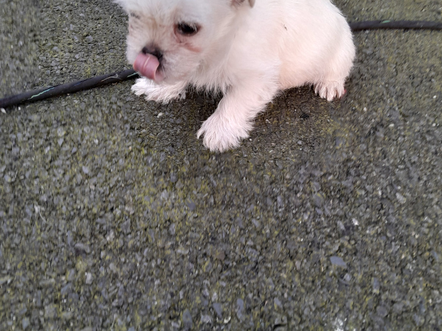 Pug for sale in Dublin - photo 4