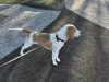 Beagle for sale in Dublin - photo 1