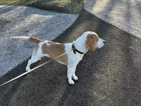Friendly & Energetic Neutered Male Beagle